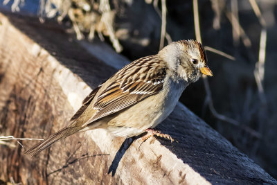 Chipping Sparrow