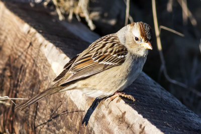 Chipping Sparrow