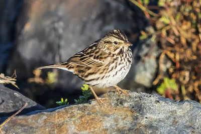 Savannah Sparrow