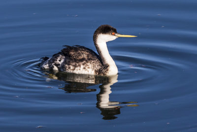 Western Grebes