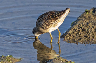 Short-billed Dowitcher