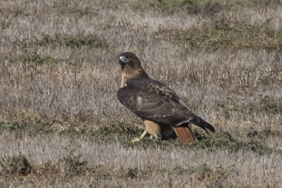 Red-tailed Hawk