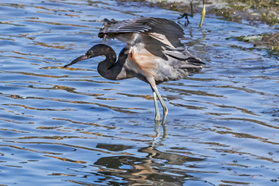 Reddish Egret