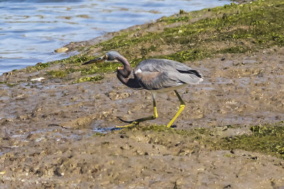 Tricolored Heron