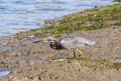 Tricolored Heron