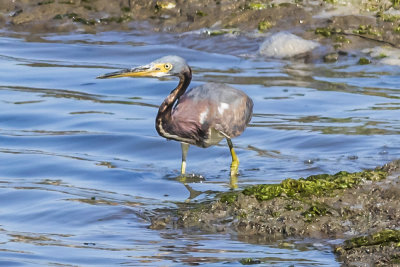 Tricolored Heron