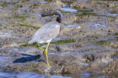 Tricolored Heron