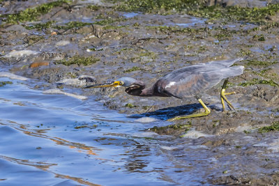 Tricolored Heron