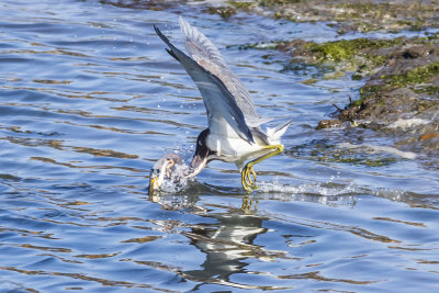 Tricolored Heron