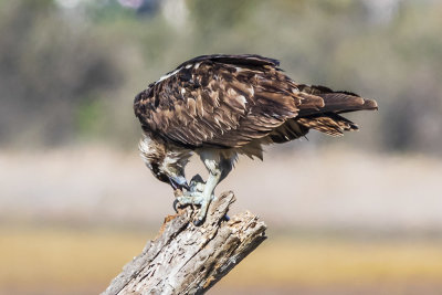 Osprey