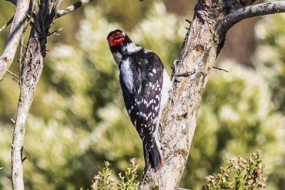 Downy Woodpecker