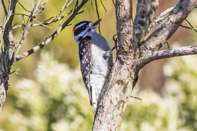 Downy Woodpecker