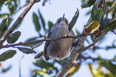 Bewick's Wren