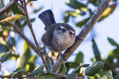 Bewick's Wren