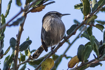 Bewick's Wren