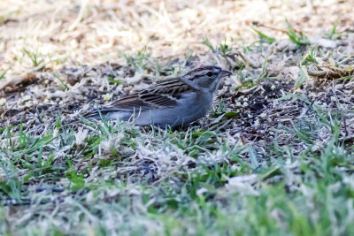 Chipping Sparrow