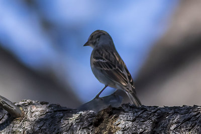 Chipping Sparrow