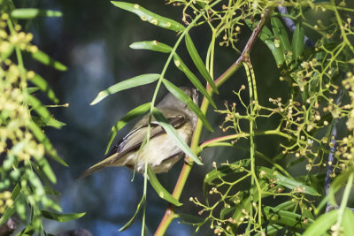 Htton's Vireo