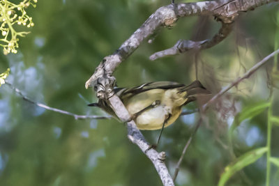 Htton's Vireo