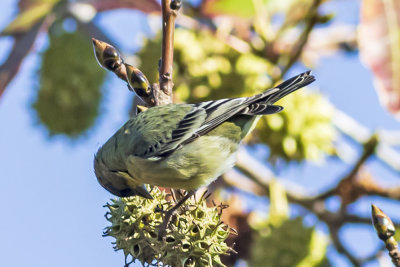 Lesser Goldfinch