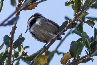 Mountain Chickadee