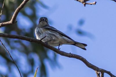 Yellow-rumped Warbler