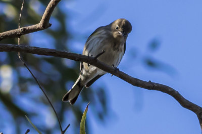 Yellow-rumped Warbler