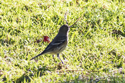 Yellow-rumped Warbler