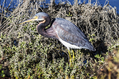 Tricolored Heron