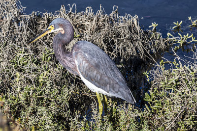 Tricolored Heron