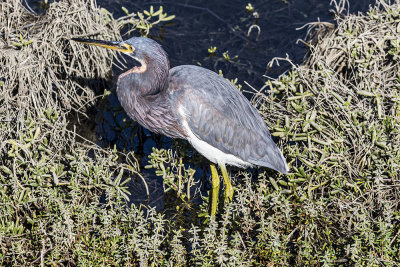 Tricolored Heron