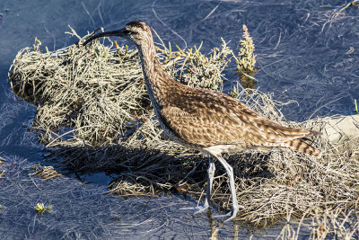 Whimbrel