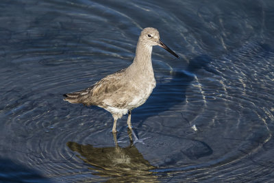 Willet