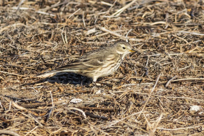 American Pipit