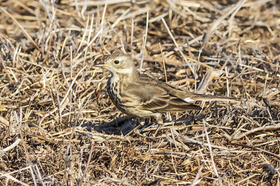 American Pipit