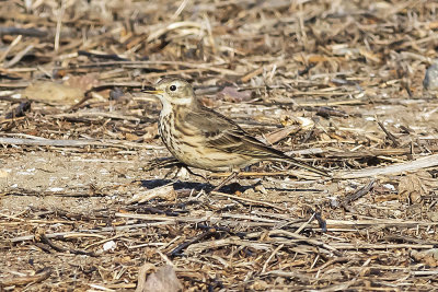 American Pipit