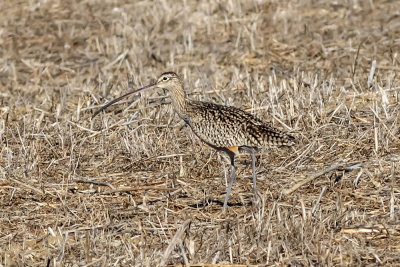 Long-billed Curlew