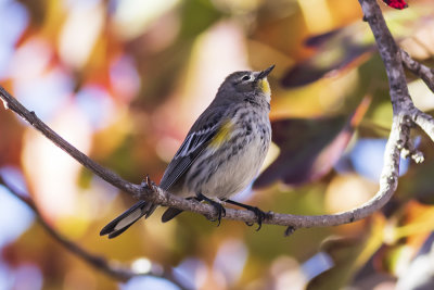 Yellow-rumped Warbler