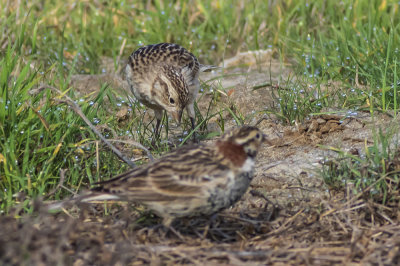 Chestnut-collared Longspur