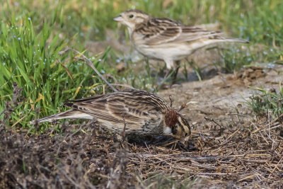 Chestnut-collared Longspur