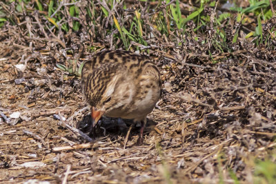 McCown's Longspur