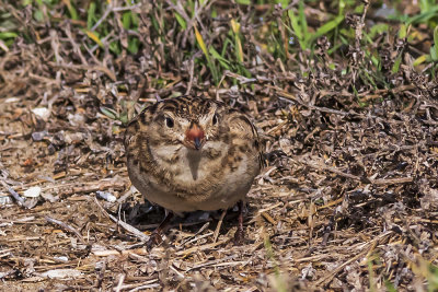 McCown's Longspur