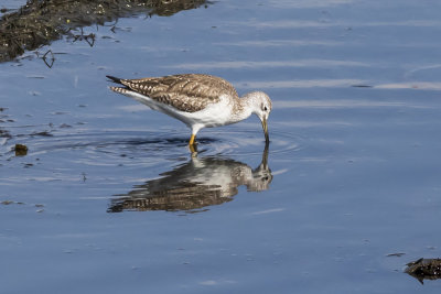 Lesser Yellowlegs