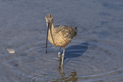 Long-billed Curlew