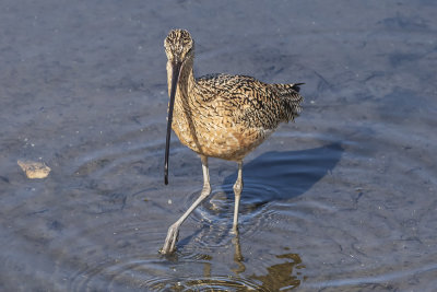 Long-billed Curlew