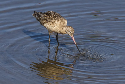 Marbled Godwit