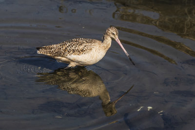 Marbled Godwit