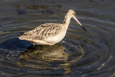 Marbled Godwit