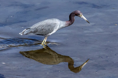 Reddish Egret