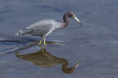 Reddish Egret